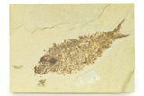Bargain, Fossil Fish (Knightia) - Wyoming #333784-1